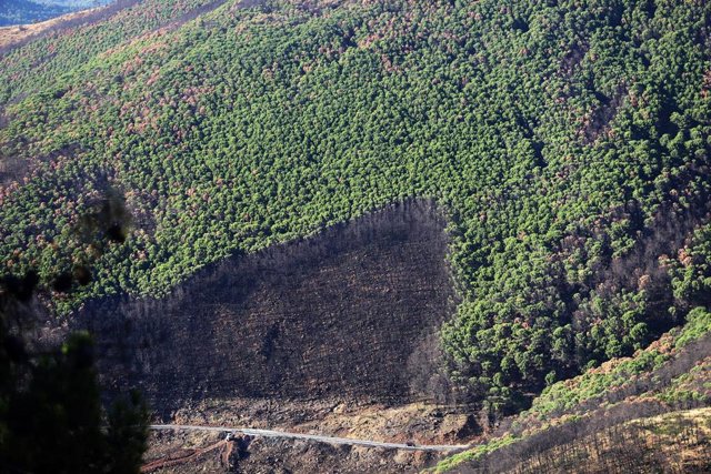 Archivo - Imágenes de archivo de la zona afectada por el incendio declarado en Sierra Bermeja en 2021.