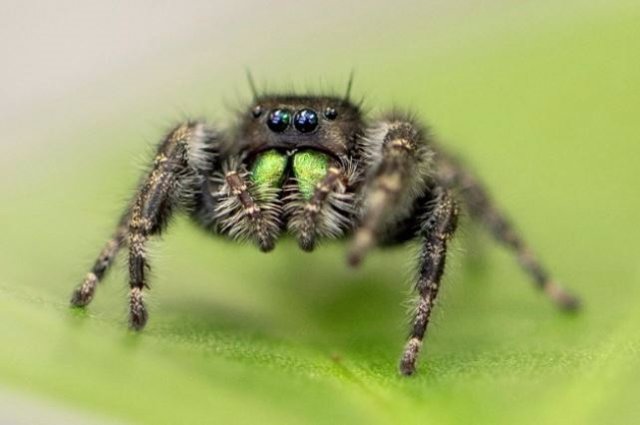 Araña saltadora