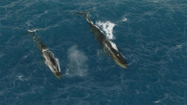 Ballenas de aleta alimentándose en el Mar de Weddell cerca de la Isla Elefante al norte de la Península Antártica Occidental.