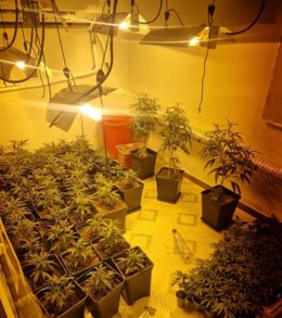 La Policía Nacional interviene más de 1.100 plantas de marihuana en barriadas de Huelva.