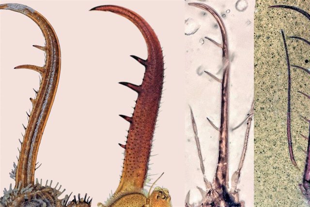 Ejemplos de piezas bucales en larvas de crisopa existentes (izquierda) y fósiles (derecha).