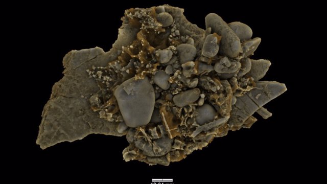Un modelo 3D muestra evidencia de gastrolitos, o piedras estomacales, dentro del estómago fósil del plesiosaurio Eric