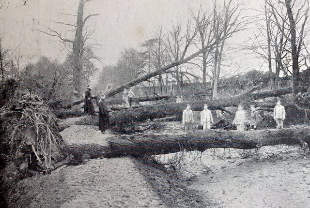 Grandes árboles derribados por la tempestad de febrero de 1903 en Londres