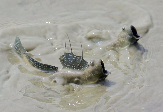 Fotografía de dos saltadores de lodo (Boleophthalmus caeruleomaculatus) luchando en aguas poco profundas, tomada en la Reserva Natural de Mai Po, Hong Kong.