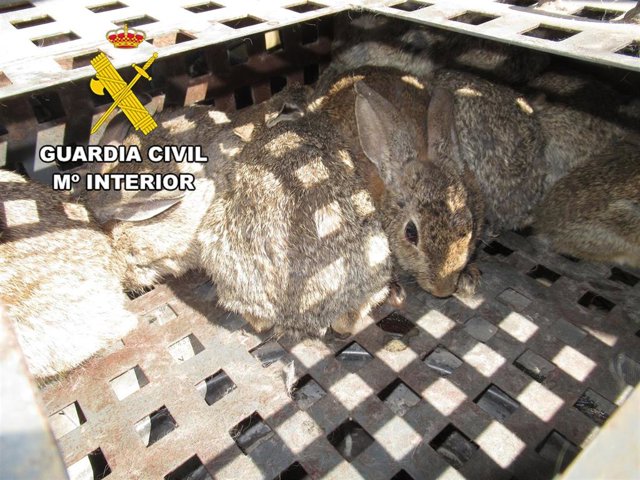Conejos intervenidos