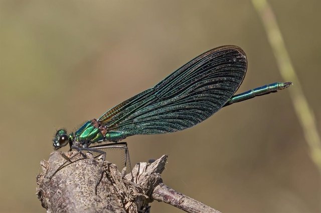 Macho de una especie de libelula