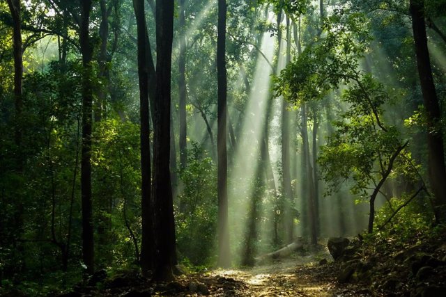 Selva amazónica