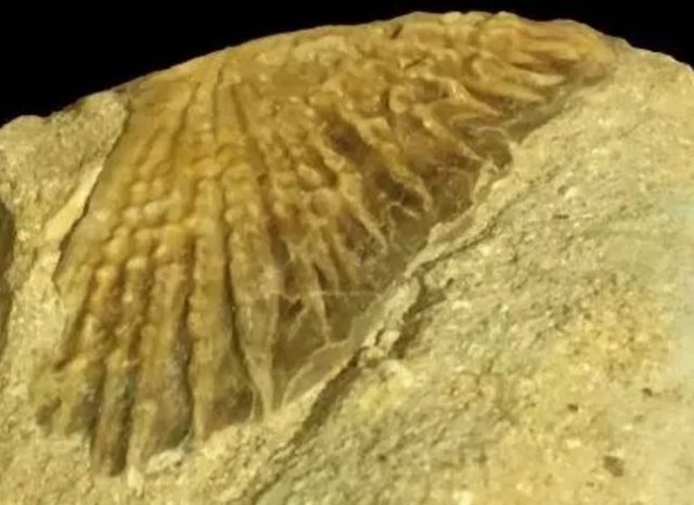 Una foto del espécimen de escudo de esturión (también llamado broquel)