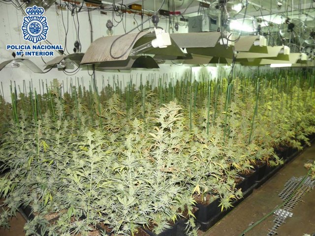 Imatge de les plantes de marihuana a Terrassa (Barcelona)