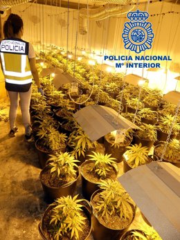 Tres detenidos por tráfico de drogas y desmantelado un cultivo con 165 plantas en una nave en Elda