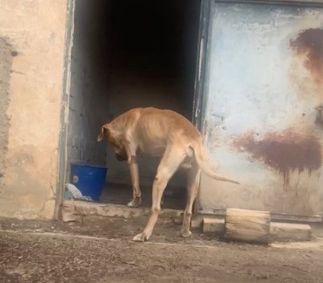 Perro rescatado por la Policía Nacional en una finca de Vélez-Málaga