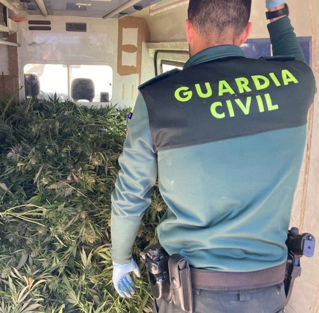 Un agente inspecciona la plantación descubierta