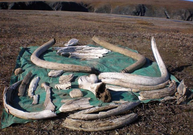 Foto de campo de colmillos, dientes y huesos variados de mamut lanudo recolectados en la isla Wrangel por coautores (y otros) del nuevo estudio de Nature