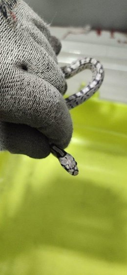 Bomberos de Valladolid rescatan a una serpiente del aparcamiento de Plaza España