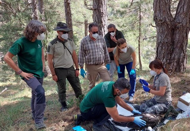 Proceso de anillamiento de Amaya