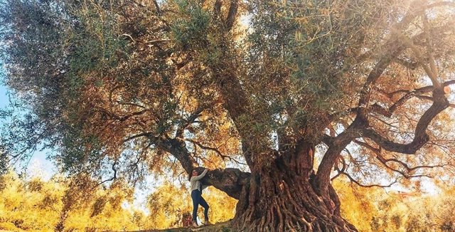 El 'Acebuche de las Hoyas', Premio AEMO al Mejor Olivo Monumental de España.