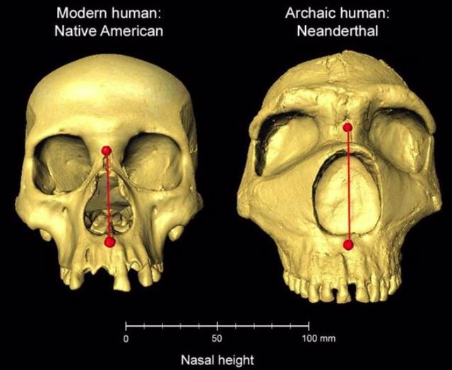 Cráneos humanos modernos y neandertales arcaicos uno al lado del otro, que muestran la diferencia en la altura nasal.