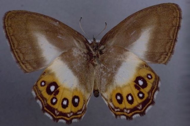 Todas las mariposas Euptychiina comparten una apariencia relativamente similar, como alas marrones, lo que las ha hecho difíciles de distinguir para los científicos.