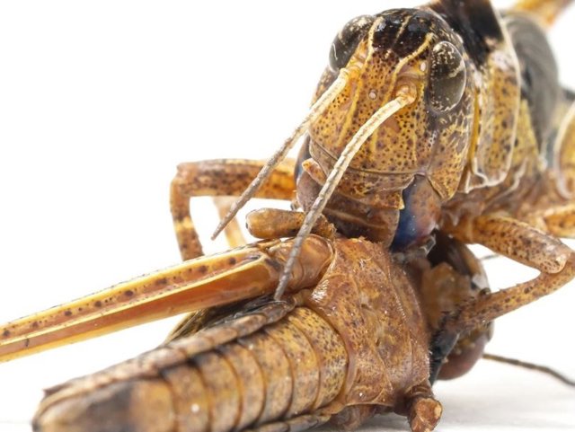 Ataque de alimentación caníbal: una langosta migratoria Locusta migratoria se come a un congénere. El canibalismo se considera uno de los principales impulsores del devastador comportamiento de enjambre de langostas.