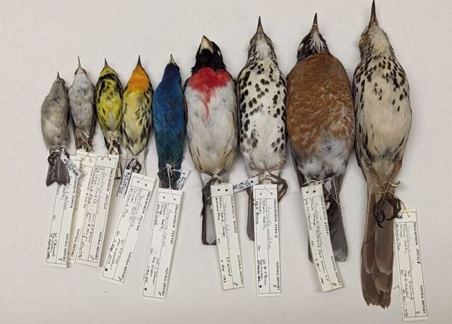  Esta fotografía muestra ejemplares del estudio de aves muertas en colisión con edificios del Field Museum.