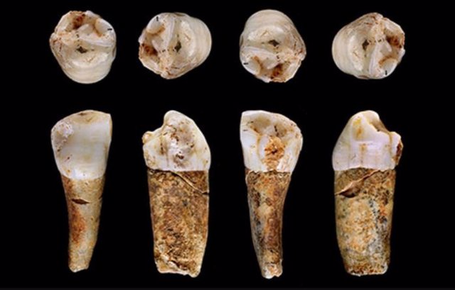 Un diente premolar neandertal del sistema de cuevas de Almonda, Portugal.