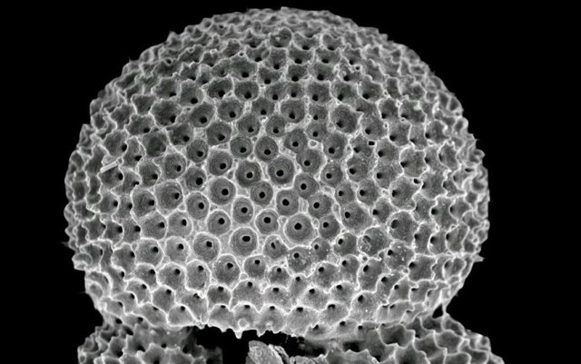 Las huellas dactilares químicas dejadas en conchas fósiles planctónicas como esta, del tamaño de un grano de arena, se utilizaron para reconstruir la temperatura y la salinidad del océano.