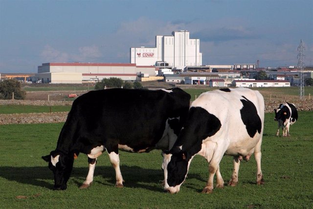 Archivo - Vacas lecheras paciendo con la planta láctea de Covap al fondo.