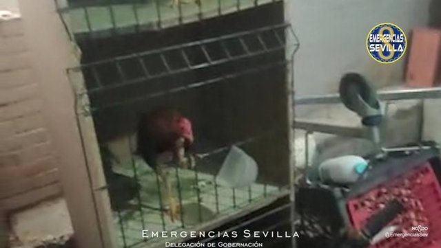 Identificado en Sevilla con un criadero de gallos de pelea en el Polígono Sur con 19 animales en malas condiciones