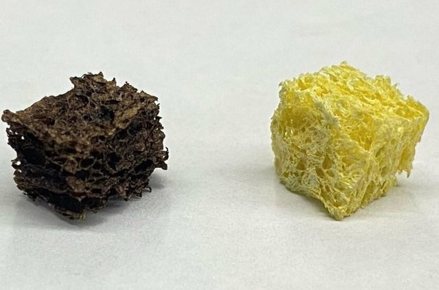 Esponja recubierta de nanopartículas (izquierda) junto a una esponja de celulosa sin recubrir.