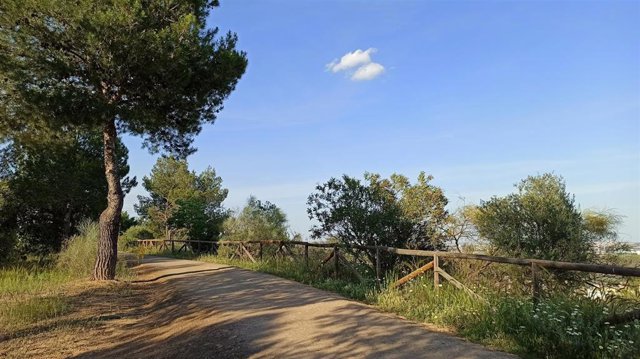 Archivo - Imagen  de un pino en una zona verde de Sevilla