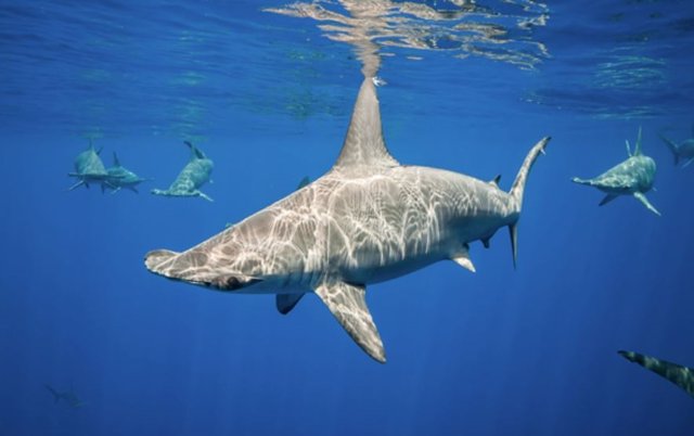 Tiburones martillo festoneados frente a la costa de Kona en la isla de Hawái.