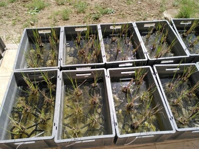 Plantas durante el estudio