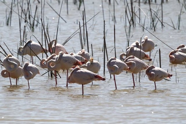 Archivo - Flamencos en Doñana, foto de archivo