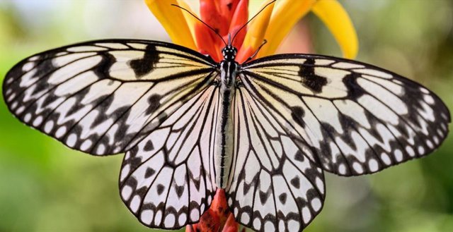 Las mariposas han recorrido grandes distancias desde su origen en el lejano Cretácico, dispersándose rápidamente de un continente a otro y diversificándose a lo largo del camino.