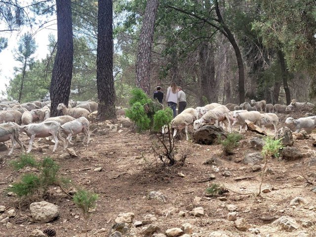 Ganado transhumante en su etapa hasta Arroyo Frío