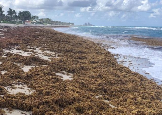 Algunos datos basados en cultivos muestran que el sargazo varado parece albergar grandes cantidades de bacterias Vibrio.