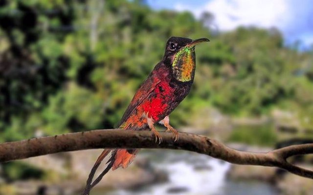 Es probable que el cambio climático empuje abruptamente a las especies a puntos de inflexión a medida que sus rangos geográficos alcanzan temperaturas imprevistas