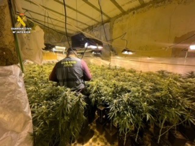Detenido en Gádor (Almería) con 800 plantas de marihuana cultivadas en tres viviendas unidas mediante butrones