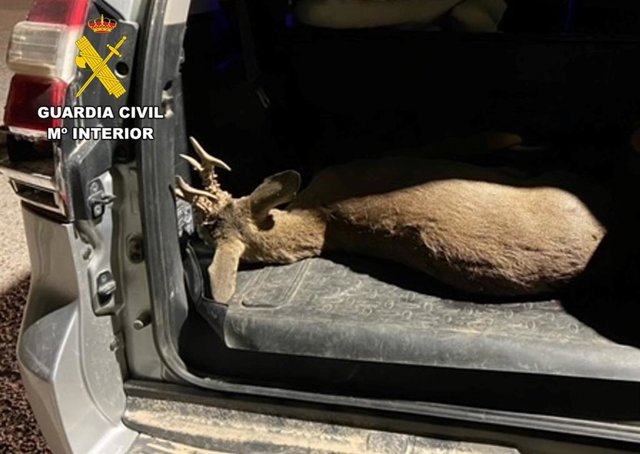 Sorprendidos en Burgos dos cazadores cuando transportaban en su coche el cadáver de un corzo sin precinto.