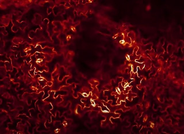 Una vista microscópica de lo que sucede cuando una sola célula de una planta de berro thale es tocada por una fina varilla de vidrio.