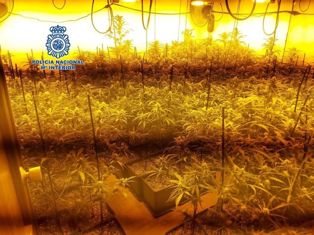 Plantación de marihuana en un chalet de lujo de La Motilla, en Dos Hermanas.