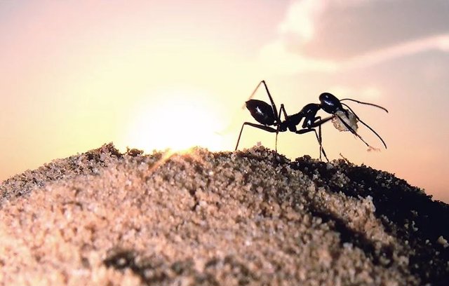 La hormiga del desierto Cataglyphis fortis en el montículo de su nido. Esta elevación ayuda a las hormigas a encontrar el camino a casa después de sus largos viajes de búsqueda de alimento.
