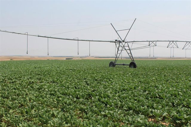 Archivo - Campo de regadío en la cuenca del Duero.