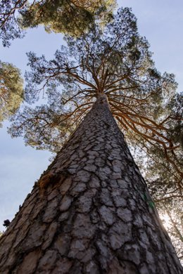 Archivo - Ejemplar de pino de explotación maderera, en el Valle de la Angostura, en el Pinar de los Belgas, a 7 de abril de 2022, en Madrid (España). El Pinar de los Belgas es un bosque con una extensión de 2.016 hectáreas situado entre el Valle del Lozoy