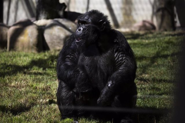Archivo - Un chimpancé en el Zoo Aquarium de Madrid, a 12 de agosto de 2021, en Madrid, (España).