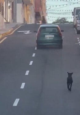 PACMA  denuncia el intento de abandono de un perro en el municipio de Granadilla de Abona a primera hora del sábado