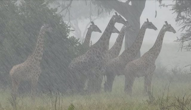 Las jirafas masai en Tanzania tienen una menor supervivencia durante las temporadas de lluvias más intensas, que se prevé que aumenten con el cambio climático.