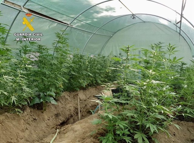 Imagen de archivo de un cultivo de marihuana