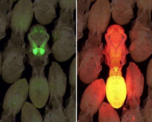 Una sola pupa de hormiga asaltante clonal transgénica está rodeada por pupas de tipo salvaje.