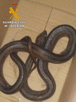Serpiente capturada en una casa de Belmez.